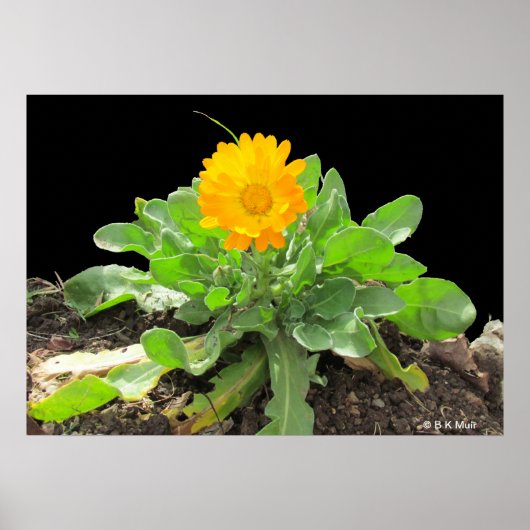 Poster - Calendula Blossom (Voorkant)