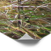 Poster - California Poppies (Hoek)