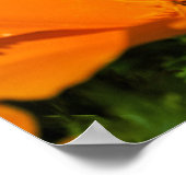 Poster California Poppies (Hoek)