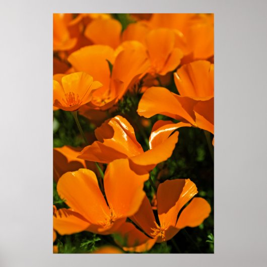Poster California Poppies (Voorkant)