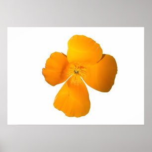 Poster Californië Poppy