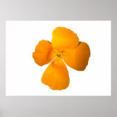 Poster Californië Poppy (Voorkant)