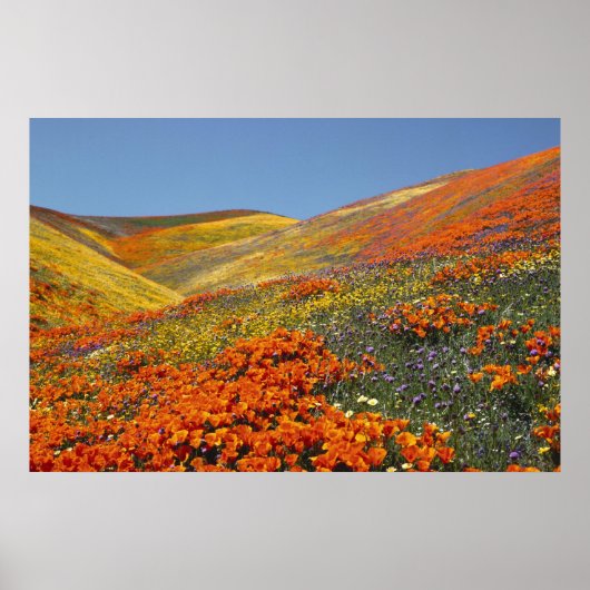 Poster Californische papavers VAN 8,99 (Voorkant)