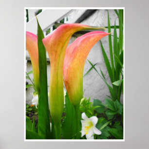 Poster, Calla-lelies Close-up, kleur achtergrond o Poster