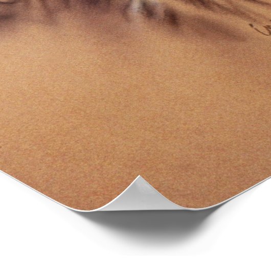 Poster Cape Buffalo & Oxpeckers (Hoek)