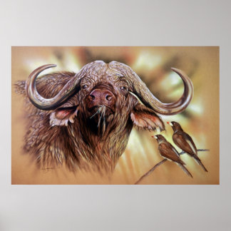 Poster Cape Buffalo & Oxpeckers