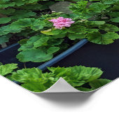 Poster Capri Italië (Hoek)