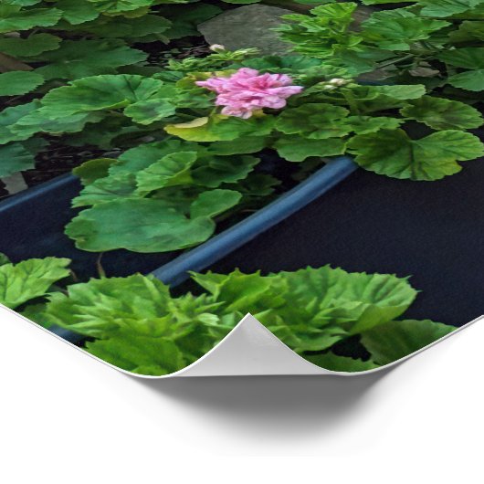 Poster Capri Italië (Hoek)