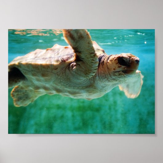 Poster Caretta #1 (Voorkant)