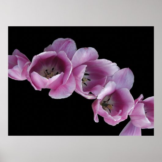Poster, Cascade of Purple Tulips Poster (Voorkant)