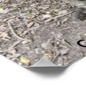 Poster Cassowary Birds uit Australië (Hoek)