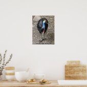 Poster Cassowary Birds uit Australië (Keuken)