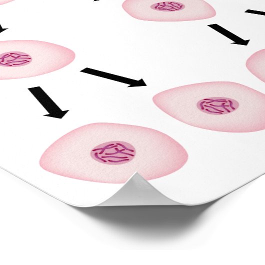 Poster celdeling (Hoek)