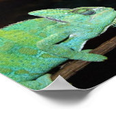 Poster Chameleons (Hoek)