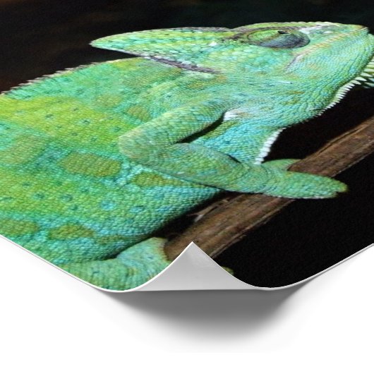 Poster Chameleons (Hoek)