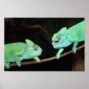 Poster Chameleons