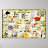 Poster champignons (eetbaar en medicinaal) (Voorkant)