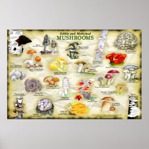 Poster champignons (eetbaar en medicinaal)
