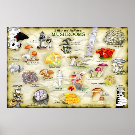 Poster champignons (eetbaar en medicinaal) (Voorkant)