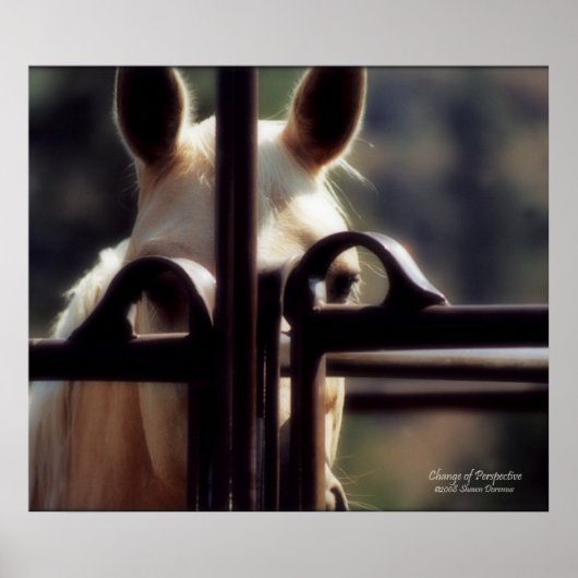 Poster, Change of Perspective, Horse, Farm, Rodeo Poster (Voorkant)