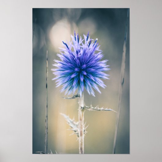 Poster Chardon Bleu (Voorkant)