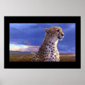 Poster-Cheetah Poster (Voorkant)