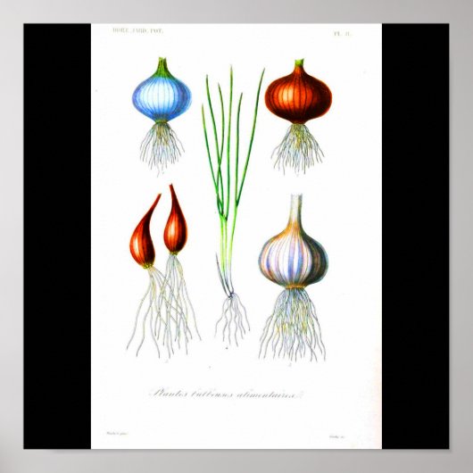 Poster-chemicaliën-uien en knoflook poster (Voorkant)