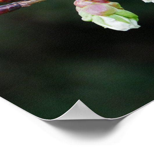 Poster Cherry Tree Buds (Hoek)