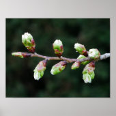 Poster Cherry Tree Buds (Voorkant)