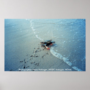 Poster / Chesapeake Bay Vrouw Blauwe krab