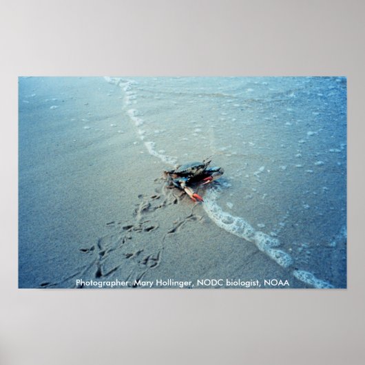 Poster / Chesapeake Bay Vrouw Blauwe krab (Voorkant)