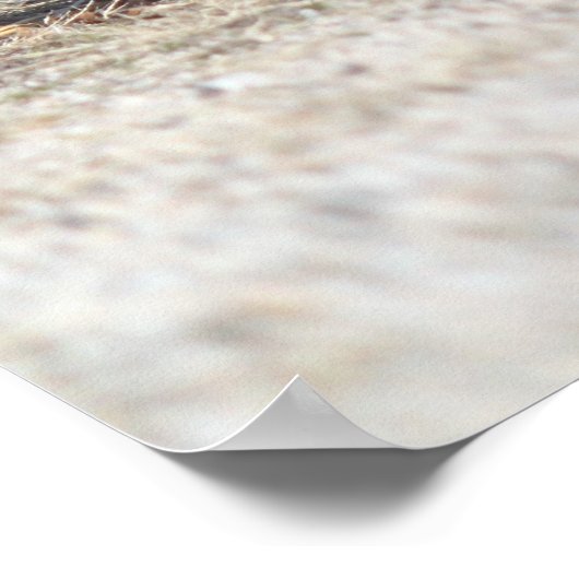 Poster Chicken Butts (Hoek)