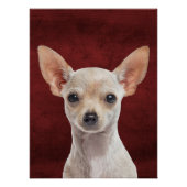 Poster Chihuahua (Voorkant)