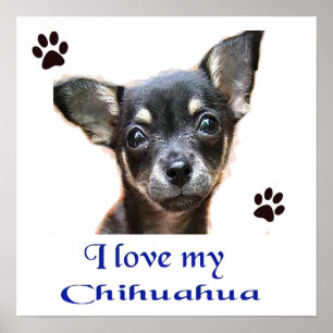Poster Chihuahua
