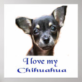 Poster Chihuahua (Voorkant)