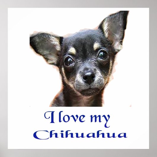 Poster Chihuahua (Voorkant)