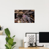 Poster - Chili roos tarantula (Thuiskantoor)