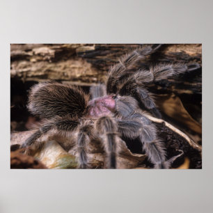 Poster - Chili roos tarantula