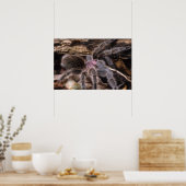 Poster - Chili roos tarantula (Keuken)