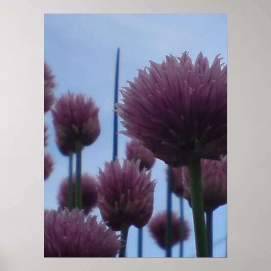 Poster - Chives Afbeelding 1 (Voorkant)