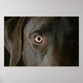 Poster Chocolade Lab Eyes