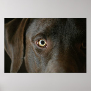 Poster Chocolade Lab Eyes