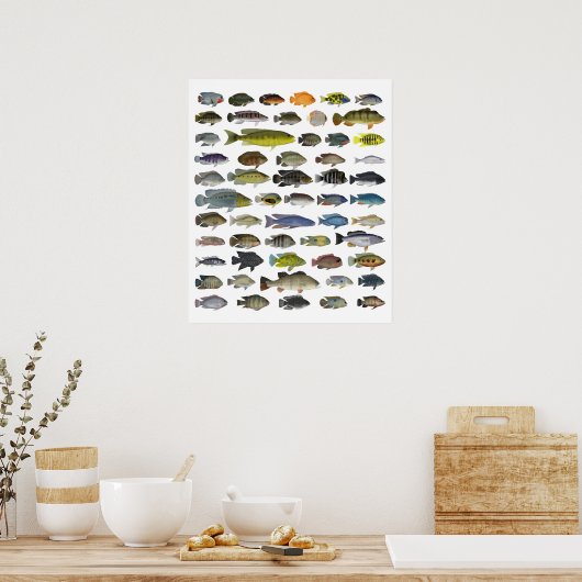Poster Cichlid Group (Keuken)