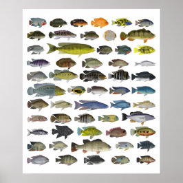 Poster Cichlid Group