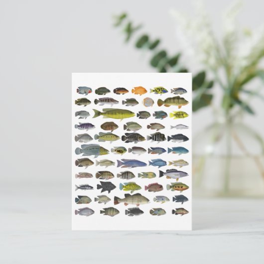 Poster Cichlid Group Briefkaart (Staand voorkant)