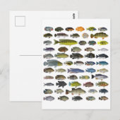 Poster Cichlid Group Briefkaart (Voorkant / Achterkant)