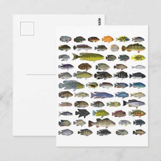 Poster Cichlid Group Briefkaart (Voorkant / Achterkant)
