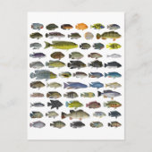 Poster Cichlid Group Briefkaart (Voorkant)