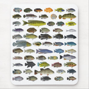 Poster Cichlid Group Muismat