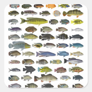 Poster Cichlid Group Vierkante Sticker